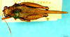 CollectionObject 1581428; cf376aa3-3ef1-4919-9ea2-398b8cfaae0e: male, dorsal view. (CollectionObject).