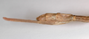 CollectionObject 1576634; 212bea82-7750-41b2-93b4-61e98d27c9c5: copyright FSCA. female: end of abdomen, lateral view (paratype). (CollectionObject).