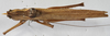 CollectionObject 1539575; d056269b-f56c-4b65-9fc1-d1fef7365223: male, dorsal view (syntype). (CollectionObject).
