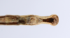 CollectionObject 1559372; 9f1f4bd7-cc3c-4514-9e2d-cd675de77069: copyright ANSP. male: end of abdomen, ventral view (holotype). (CollectionObject).