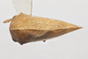 Habitus, dorsal view on Cyrtolobus ovatus Van Duzee, 1908: (Observation).