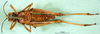 CollectionObject 1502806; 4ca2141e-492d-495e-b002-e4045cc553ab, DORSA BA000156S02: female, ventral view (syntype). (CollectionObject).