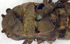 CollectionObject 1502203; 5b525e13-aa12-4c03-8d32-0c26ca6d502e: female pronotum, dorsal view (syntype). (CollectionObject).