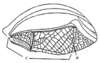 Tympanophyllum (Tympanophyllum) arcufolium (Haan, 1843): Pl. 2, Fig. 9. male right tegmen. (Otu).