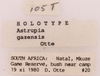 CollectionObject 1522843; 46e30413-6ac9-4b54-bb72-dd461b27ae97: Male, labels (holotype). (CollectionObject).