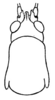 Grammadera rostrata Rehn, 1907: Fig. 11. female head and pronotum, dorsal view. (Otu).