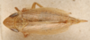 Habitus, dorsal view: !! display not done !! on Stirellus torresi Linnavuori, 1959: (Observation).
