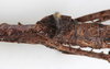 CollectionObject 1562367; NMW 241, 8a2be2e5-1ebe-4b1c-9056-d28ea6c97808: copyright NMW, Vienna. female wings (syntype). (CollectionObject).