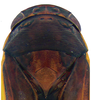 Head on Pseudocostanana piraquarensis (Domahovski & Cavichioli, 2023): Male holotype [DZUP]: head, pronotum and mesonotum, dorsal view. (Observation).