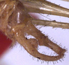 CollectionObject 1516970; f545eec6-187d-4089-a3eb-1e174c13235f: male cerci (holotype). (CollectionObject).