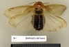 CollectionObject 1572964; 6be54361-8d9f-4752-aa69-e988695de6f3: Copyright Natural History Museum, London. Non-type (adult female) in BM(NH). Dorsal view. (CollectionObject).