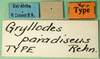 CollectionObject 1476387; 05e4864b-bbb0-41ff-8fa7-0b7903158a3c: labels (holotype of Gryllodes paradiseus). (CollectionObject).