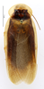 CollectionObject 1587292; MNHN(SF IMPORT DUPLICATE) MNHN-EP-EP1250, 0eb95e0b-68bd-4bb5-bcff-98505fc91e8b: CC BY-NC-ND 4.0/MNHN - Depraetere Marion - 2014. Non type, male. Specimen number: MNHN-EP-EP1250. http://coldb.mnhn.fr/catalognumber/mnhn/ep/ep1250. (CollectionObject).