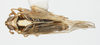Habitus, dorsal view: !! display not done !! on Sogatella furcifera (Horváth, 1899): (Observation).