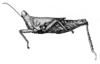 Paraspartolus curiosus Günther, 1939: Fig. 2. female, lateral view (body length 11 mm, pronotum 6 mm). (Otu).