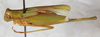 CollectionObject 1565965; 6cc7072a-e99f-4f34-bb7b-fd3f9e19488c: female, dorsal view. (CollectionObject).