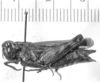 Encoptolophus fuliginosus Bruner, 1905: female, lateral view (paralectotype). (Otu).