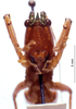 CollectionObject 1534913; BPBM 3224663, a253472a-0fd7-47ca-9718-be5c5b699b19: male frons. (CollectionObject).