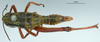 CollectionObject 1530665; 386afde3-600d-4924-b672-8d4889a22293: female, dorsal view (syntype). (CollectionObject).
