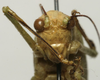CollectionObject 1535154; 9dac2dbd-c38b-4ab3-af3f-424b96346702: male face (syntype). (CollectionObject).