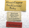 labels (syntype). Depicts CollectionObject 1506562; 1789fccf-6579-47d4-8ca4-6edd8d9b52e0, a CollectionObject.