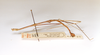 CollectionObject 1557970; 632b2d76-3954-4ed5-b83d-0de4ea6ff735: copyright ETHZ. male, lateral view (holotype). (CollectionObject).