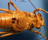 CollectionObject 1538276; d470b7a3-3766-4475-bd27-8b8a1454163e: male head and pronotum, dorsal view (holotype). (CollectionObject).