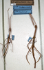 CollectionObject 1561648; NMW 340, b9f8472d-f08e-4e73-9012-6e10305d46ac: copyright NMW, Vienna. male and female (syntypes). (CollectionObject).