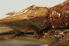 CollectionObject 1535936; 1148ee75-0b03-450d-bb76-46ee0fa2f8e4: female subgenital plate (syntype). (CollectionObject).