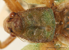 CollectionObject 1586785; ce650518-bc80-45c5-93d1-66ff821905ce: maele, head and pronotum, scale bar = 5 mm. (CollectionObject).