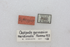 CollectionObject 1581013; ece17b1a-41db-4438-846d-71055702d984: labels (syntype). (CollectionObject).