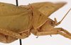 CollectionObject 1534697; b00373bf-7642-4342-81e4-56659568cf88: male pronotum, lateral view (syntype). (CollectionObject).