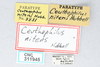 CollectionObject 2741429; CNCI 311945, a6c7572a-9eb8-45be-95ae-b22146c270fb: (CollectionObject).