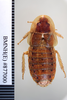 CollectionObject 1552783; NHMUK(SF IMPORT DUPLICATE) BMNH(E) 877000, 570703e4-4421-4865-9ab8-1cf7ed076049: Copyright NHM, London. Holotype female of synonym Periplaneta insolita, dorsal view. (CollectionObject).