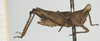 CollectionObject 1517899; 7677c091-c816-47b5-a24a-f7b0e4dc05ab, NHMUK10924426: female, lateral view (holotype). (CollectionObject).