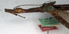 CollectionObject 1559087; NMW 216, 1d2ad33e-903b-4178-9a0a-f130a5b84d6b: copyright NMW, Vienna. female: head and thorax, lateral view (syntype). (CollectionObject).