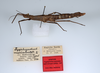 CollectionObject 1561595; 68d0547e-6685-4782-b266-e2a0e5f91570: copyright ZMUH, Hamburg. female, lateral view (syntype). (CollectionObject).