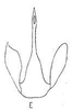 Aedeagus, ventral view: !! display not done !! on Acinopterus acuminatus Van Duzee, 1892: Aedeagus, ventral view. (Observation).
