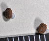 Micadina yasumatsui Shiraki, 1935: copyright NTUC. eggs (with syntype). (Otu).
