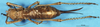 CollectionObject 1507264; 965b7749-2a28-4046-bd8a-15a5d15d74e7: female, dorsal view (syntype). (CollectionObject).