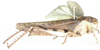 Bryophyma debilis (Karsch, 1896): as Bryophyma robusta. female, lateral view. (Otu).