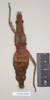 CollectionObject 1557527; NHMUK(SF IMPORT DUPLICATE) 845098, c04b87f0-7e74-4660-85e2-5ca7fe34a925: copyright Natural History Museum, London. female (holotype). (CollectionObject).