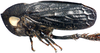 Habitus, lateral view: Magnentius clavatus, lateral habitus (INHS). (Observation).