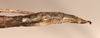 CollectionObject 1560688; 1a2fa274-bb9e-48d6-aa7b-2629218d3300: copyright UMO. female of synonym Bacillus pasithoe: end of abdomen, lateral view (holotype). (CollectionObject).