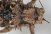 CollectionObject 1505709; f064a080-3cbe-4761-aa68-dd00f2c52683: female, dorsal view (syntype). (CollectionObject).