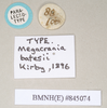 CollectionObject 1559744; 6d4dd64e-e290-4b65-838e-4d78707a72fd, NHMUK(SF IMPORT DUPLICATE) 845073-845074: copyright Natural History Museum, London. female, data labels [round label reversed] (paralectotype). (CollectionObject).
