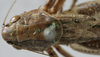 CollectionObject 1539767; cf7865f3-895f-4d78-99e4-136bb8391798: male pronotum dorsal (holotype of Metrioptera minuta). (CollectionObject).