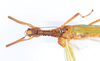 CollectionObject 1559169; f81aba32-0866-46e3-af43-75a7e99279a7: copyright ZMUH, Hamburg. female: head & thorax, dorsal view (holotype). (CollectionObject).
