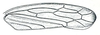 Forewing on Calanana DeLong, 1945 now Calana DeLong, 1936: Calanana umbratica, forewing. (Observation).