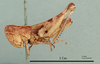 Notostaurus cephalotes (Uvarov, 1923): female, lateral view, (holotype). (Otu).